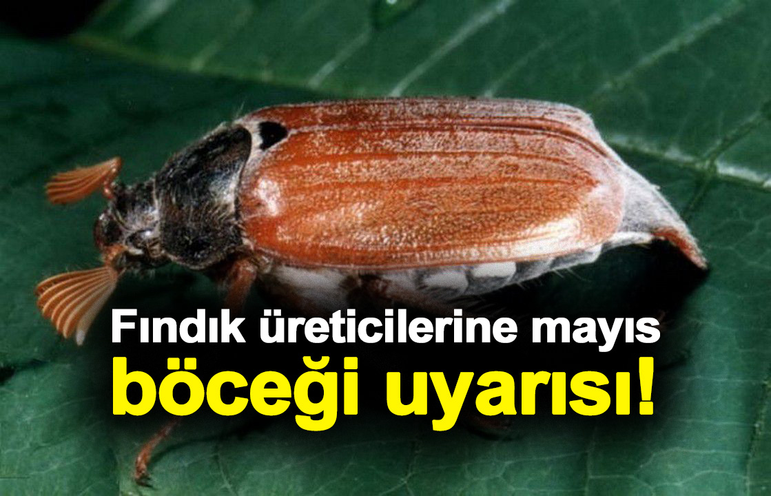 Fındıkta ‘mayıs böceği’ ile mücadele zamanı