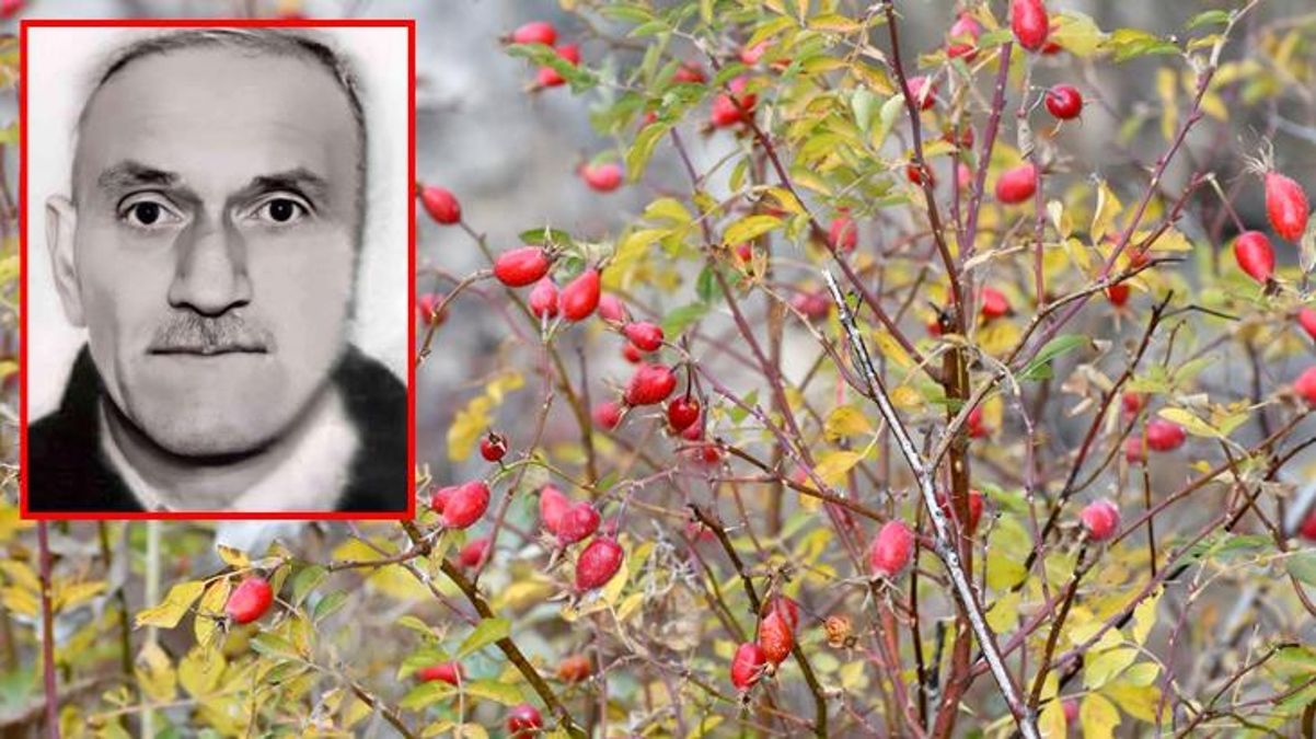 Kuşburnu toplarken arı sokunca öldü