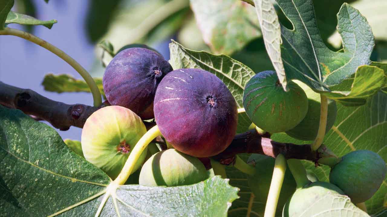 İncir ağacından düşen emekli itfaiye memuru hayatını kaybetti