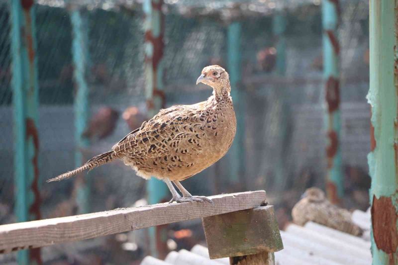 9 sülün 53 yılda 340 bin 441 sülün oldu