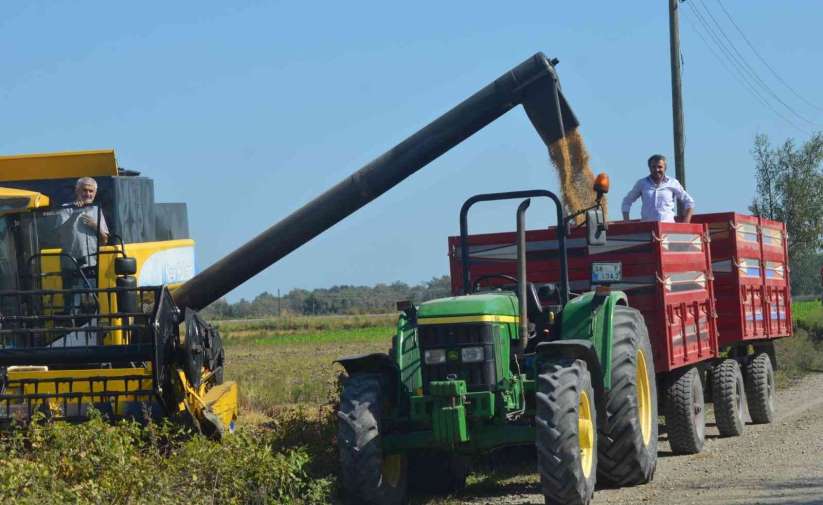 Bafra Ovası’nda çeltik hasadı başladı
