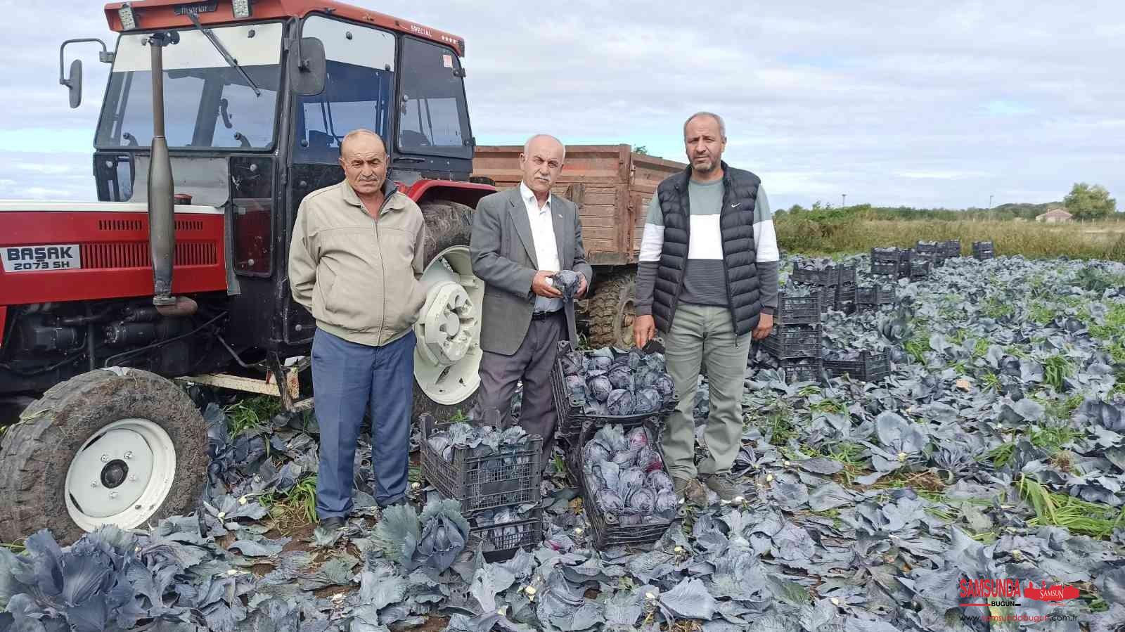Bafra Ovası’nda kışlık sebze zamanı