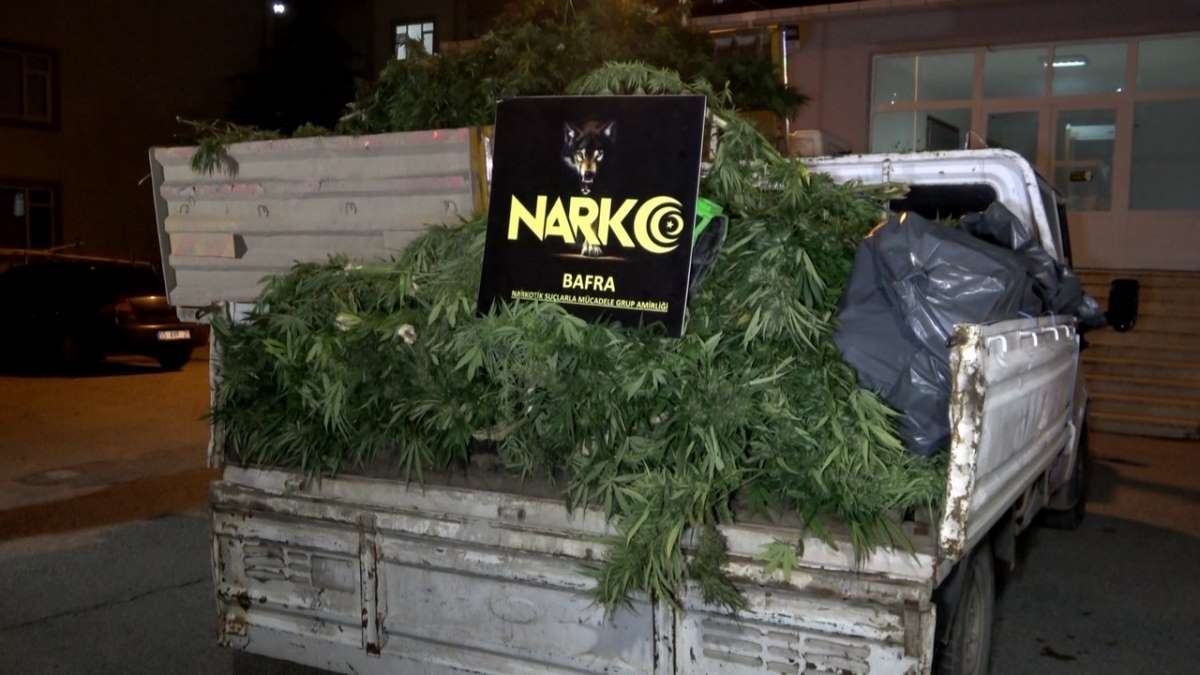 Bafra’da 1 ton 200 kilo Hint keneviri ve 300 kilo kubar esrar ele geçirildi