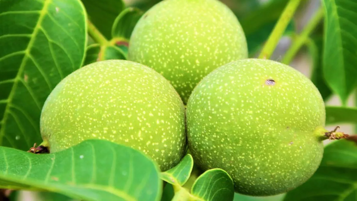 Ceviz toplarken ağaçta elektrik akımına kapıldı