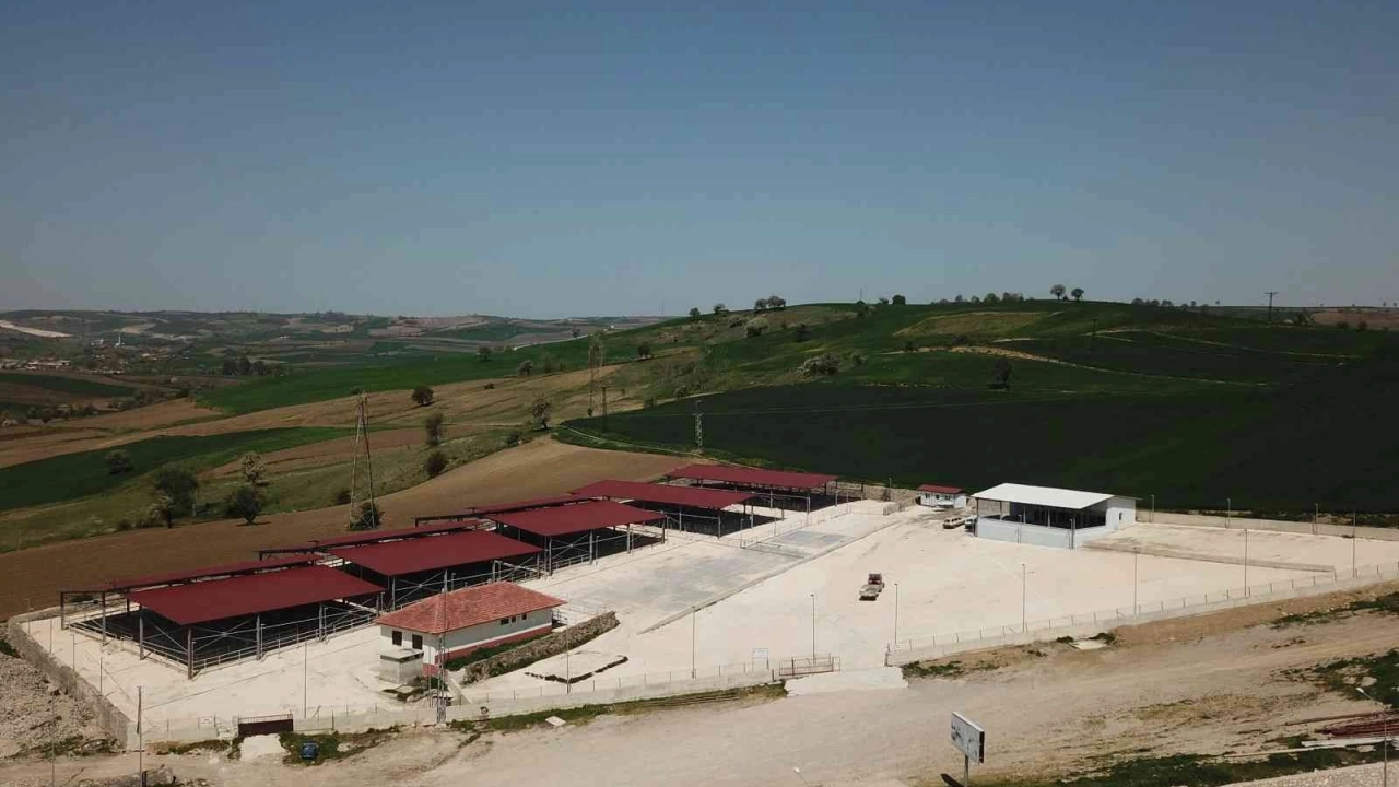 Havza’da canlı hayvan pazarı süresiz olarak kapatıldı