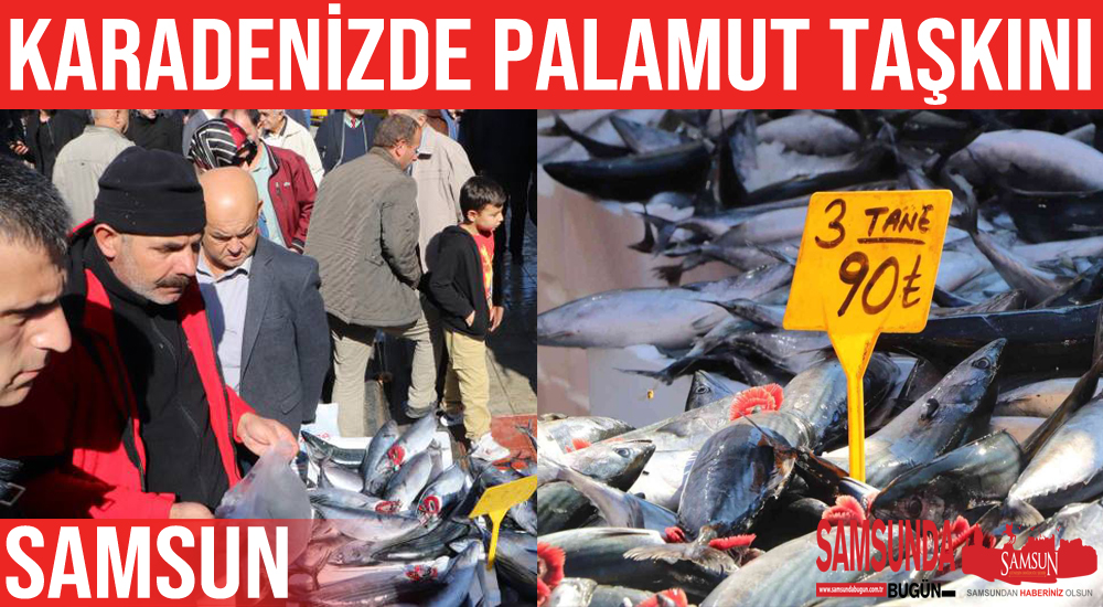 Palamut bereketi devam ediyor