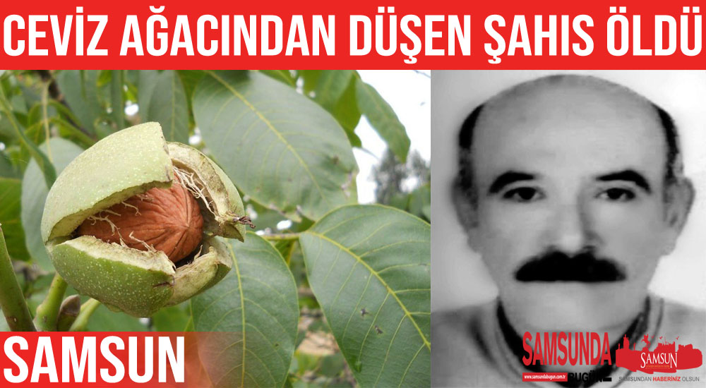 Ceviz ağacından düşen şahıs hayatını kaybetti