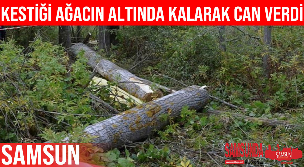 Ağacın altında kalan şahıs hayatını kaybetti