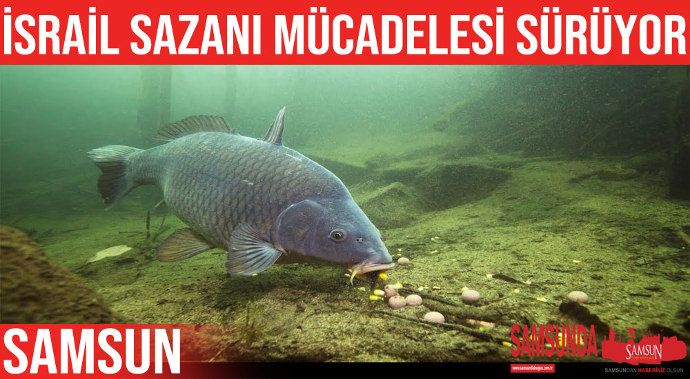 Samsun’da israil sazanı ile mücadele